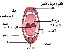 حنك