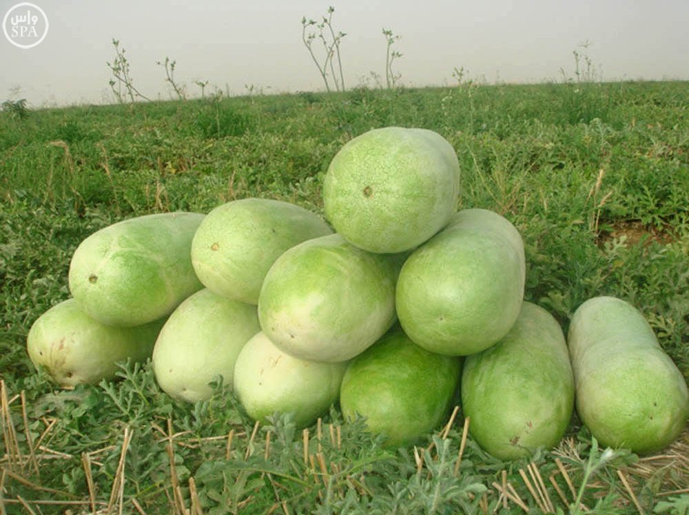 حبحب