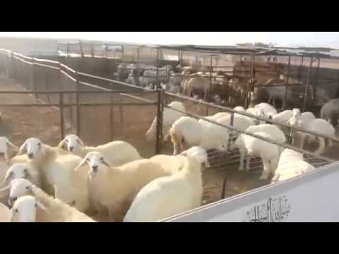 زَرْبَة