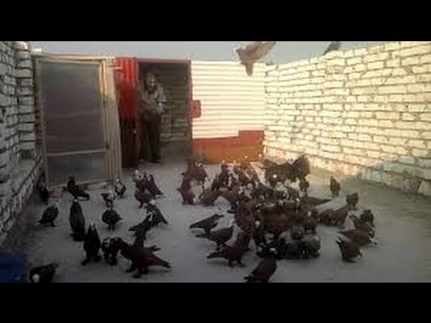 مْطَيَّرْجِي