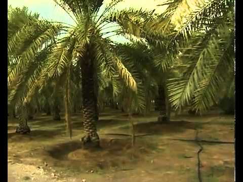 حوطة